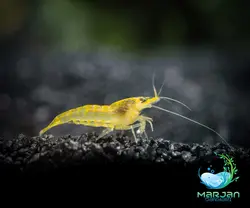 شریمپ یلو لاین