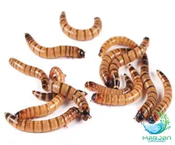 کرم سوپر ورم زنده دانه ای