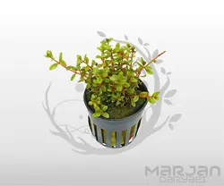 گیاه روتالا اسپی سیلون