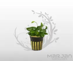 گیاه آنوبیاس بارتری نانا سایز بزرگ