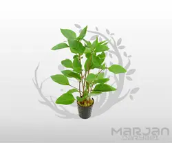 گیاه سیبی