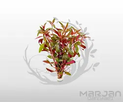 گیاه لودویجیا پرونسیس