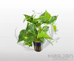 نومافیلا یلو