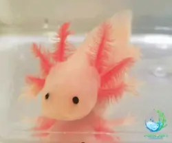 اکسولوتل سمندر مکزیکی صورتی