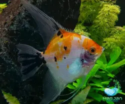 ماهی آنجل کوی