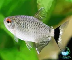 ماهی تترا چشم چراغی بالن (چشم قرمز)