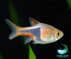 ماهی رازبورا دلقک