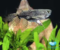 ماهی آروانا پروانه