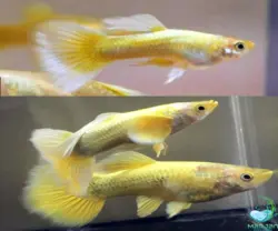 ماهی گوپی گلد