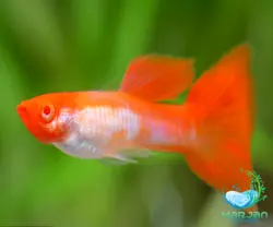 ماهی گوپی کوی