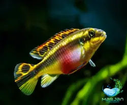 ماهی کربنسیس