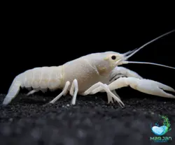 لابستر سفید