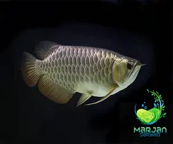 ماهی آروانا گرین