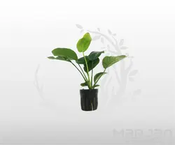 گیاه مقاوم آکواریوم آنوبیاس بارتری برآود لیف