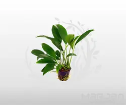 گیاه مقاوم آکواریوم آنوبیاس آنگوستفولیا