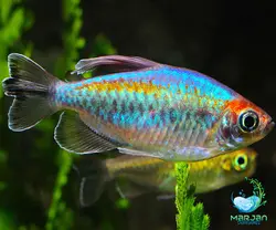 ماهی تترا کنگو Congo tetra