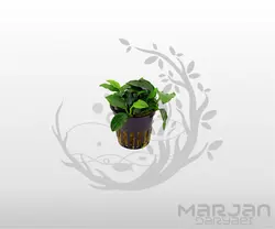 گیاه آنوبیاس بارتری دانمارک