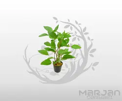 گیاه هایگروفیلا کوریمبوسا (سیبی پایه بلند)