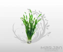 گیاه آکواریومی گندمی پیچی