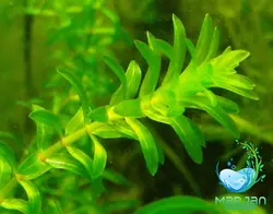 گیاه آکواریومی دم گربه ای