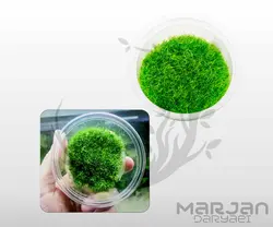 گیاه آتریکولاریا گرامینی فولیا ( چمن یوجی ) Utricularia Graminifolia