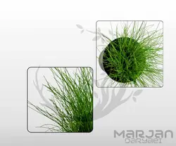 چمن آکواریومی هیرگرس (چمن مویی)  Hair Grass (کشت بافت)