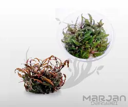 گیاه آکواریومی هایگروفیلا پیناتیفیدا Hygrophila Pinnatifida (کشت بافت)