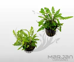 گیاه آکواریومی هایگروفیلا پیناتیفیدا Hygrophila Pinnatifida (کشت بافت)