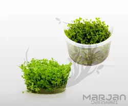 چمن آکواریومی مونت کارلو  Monte Carlo (کشت بافت)