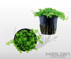 چمن آکواریومی مونت کارلو  Monte Carlo (کشت بافت)