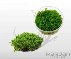 چمن آکواریومی همیانتوس کوبایی یا اشک بچه (کشت بافت)