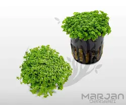 چمن آکواریومی همیانتوس کوبایی یا اشک بچه (کشت بافت)