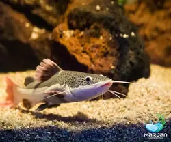 ماهی ردتیل 12 سانتی متر