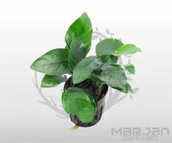 گیاه آنوبیاس بارتری استریپد