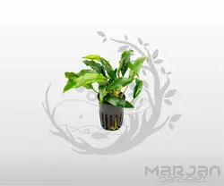گیاه آنوبیاس مینی ما