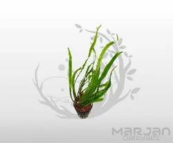 گیاه کریپتوکورین اکسل رودی
