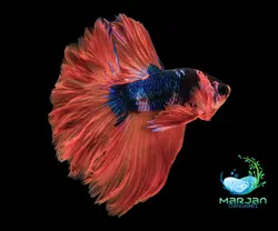 ماهی فایتر رزتیل بتا