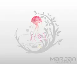 عروس دریایی ژله ای شبرنگ