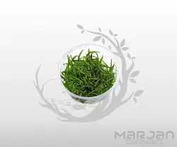 چمن ساجیتریا