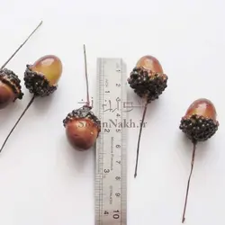 بلوط تزیینی