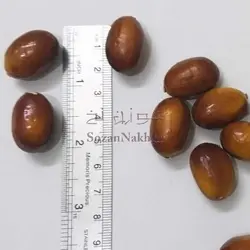 سنجد فومی تزیینی