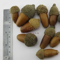 استوک_ بلوط طبیعی