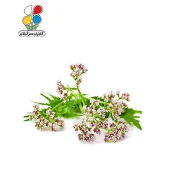 بذر سنبل الطیب - گلباران سر سبز