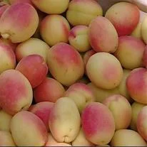 نهال زردآلو مازندران