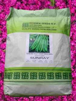 بذر لوبیا سبز رزنسید هلند(وزن 4 کیلو)2022