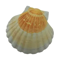 صدف کفه گود بزرگ