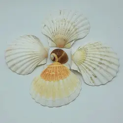 صدف کفه گود بزرگ