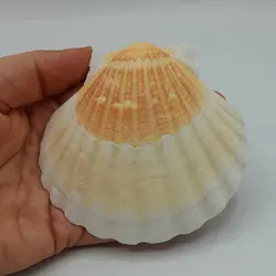 صدف کفه گود بزرگ