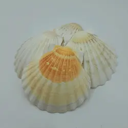 صدف کفه گود بزرگ