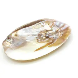 صدف مادر مروارید ساز